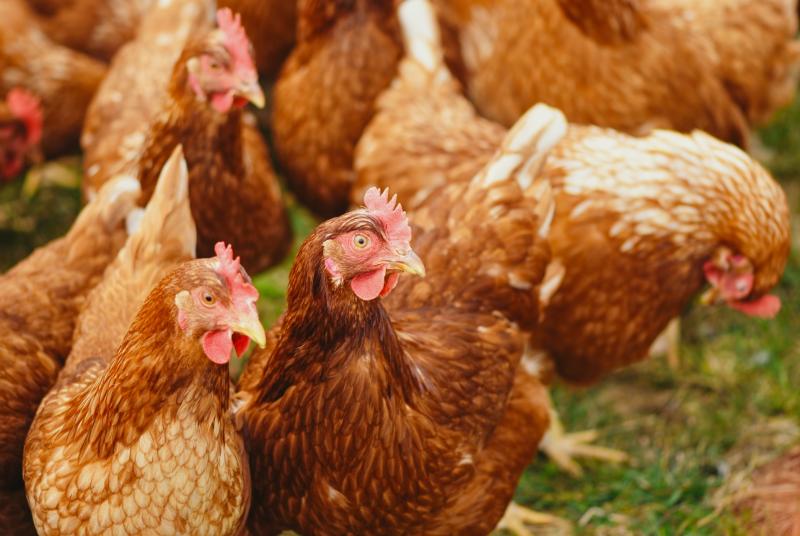 Poultry farmers seeking 2c increase per egg as producers' livelihoods threatened
