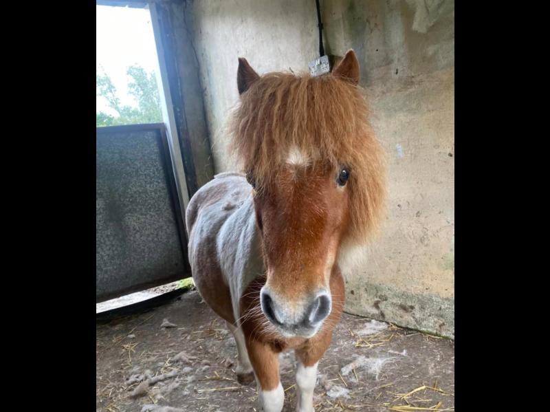 Heartbroken family appeal for help locating missing pet in Limerick