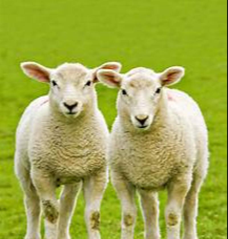 sheep
