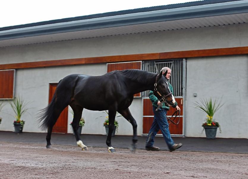 Stud farms open their yards as Kilkenny's multi million euro industry visitors on the