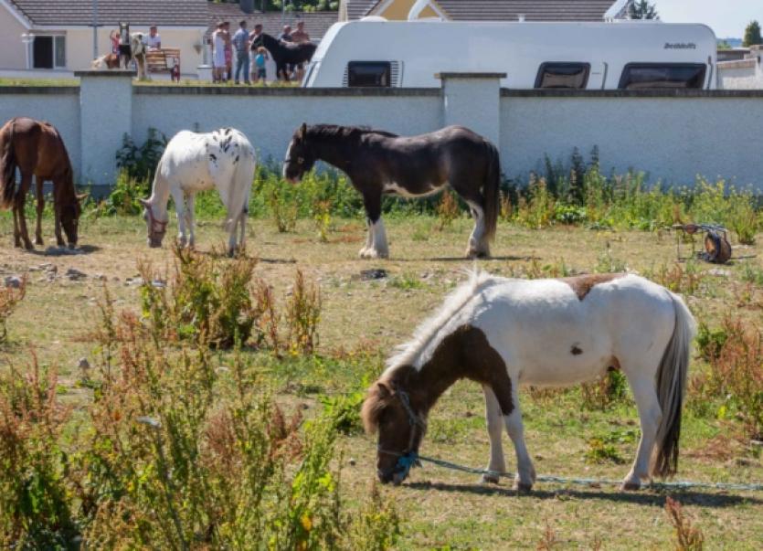 Hebron Road horses endure the heatwave Kilkenny People