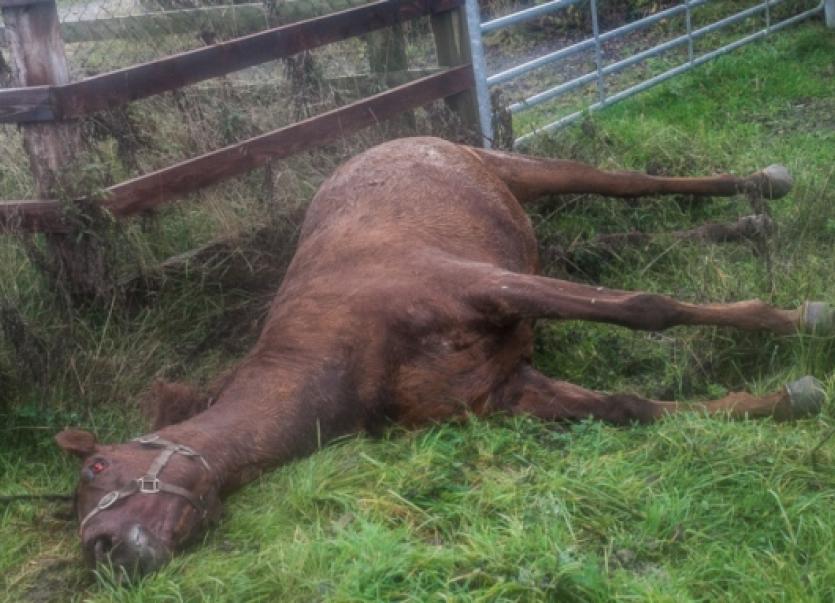Horse put down after three days lying in agony Kilkenny People