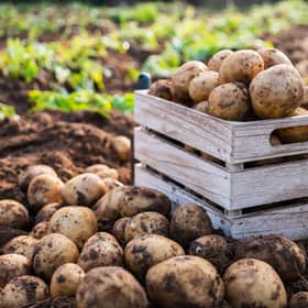 Fresh potatoes in a wooden box in a field