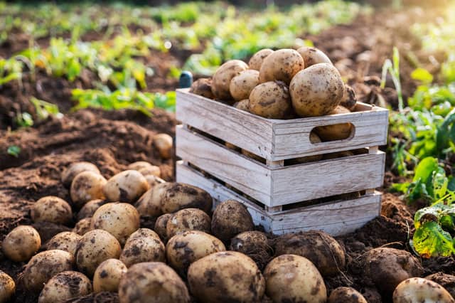Fresh potatoes in a wooden box in a field
